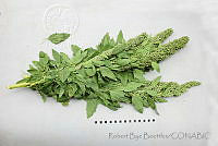 RBB0370 Chenopodium berlandieri subsp. nuttalliae.jpg