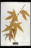 102106 Platanus racemosa wrightii.jpg