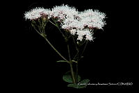 Huitz 0862 Ageratina subinclusa.jpg