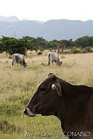 MGmam00083 Bos taurus.jpg