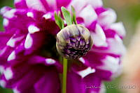 IMDOC1429 Dahlia pinnata.jpg