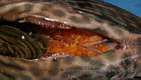 LEAdA057 Pterygoplichthys pardalis.jpg