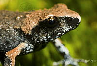 MASM08244 Eleutherodactylus grandis.jpg