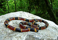 EGP0418 Micrurus tener ssp. microgalbineus.jpg