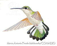 MAPM0980 Eupherusa eximia.jpg