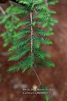 IMDOC 4705 Taxodium distichum.jpg