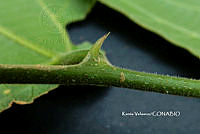 ME010 KV 01552 Celtis iguanaea (Jacq.) Sarg., 1895_.JPG