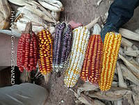 FACR 0003 Zea mays.jpg