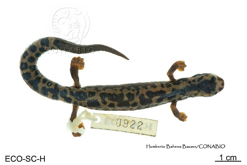 ME006%20herp%20SCLC%200275%20Bolitoglossa%20flaviventris%20 %20(Schmidt%2C%201936).jpg.rSermOX1MbVv eVhQA3g0JtbmFja29CbnFuZ3NAbXJ6LGtwZwA.YR8whtGkAA