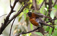 MGaves 2745 Turdus migratorius.jpg