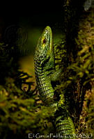EGP0254 Abronia smithi.jpg