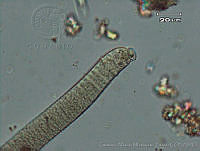 UNAMGAMZ-50 Oscillatoria sp..jpg