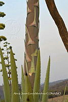RG019 0394 Agave rhodacantha.jpg