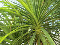 VWS&YRA0026 Beaucarnea pliabilis.jpg