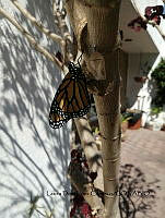 LDC 003 Danaus plexippus.jpg