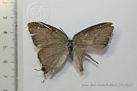 VJAP013 Pseudolycaena damo.jpg