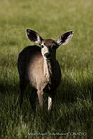 MASM02791 Odocoileus hemionus.jpg