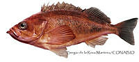 SRM0169 Sebastes rufus.jpg