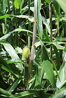 SG002 0054 Zea mays.jpg