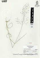 YPH1330 Eragrostis intermedia.jpg