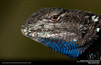 Lagartija de Collar.jpg