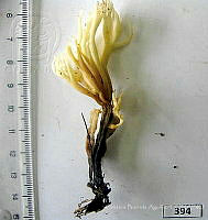 CBA0158 Clavulina sp..JPG