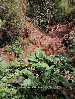 RG016 0702 Acacia.jpg