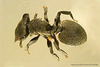 AGDE019-131 Cephalotes cristatus.jpg