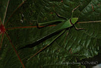 FMB0015 Stilpnochlora thoracica.jpg