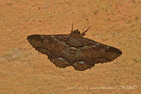 JCGM03042 Zale sp..jpg