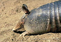 ELC0081 Dasypus novemcinctus.jpg