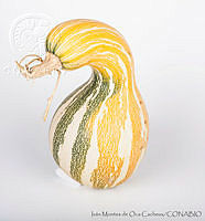 IMDOC2726 Cucurbita argyrosperma.jpg