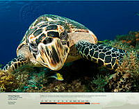 Tortuga caguama.jpg