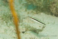 IDG1526 Labridae.jpg