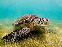 MC001 Chelonia mydas.jpg