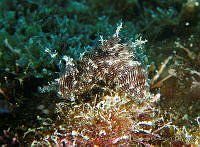 AEG0101 Stylocheilus striatus.jpg