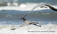 AAKVDH 0078 Egretta caerulea; Leucophaeus atricilla.JPG