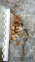 PJ016 0517 Urocyon cinereoargenteus.JPG