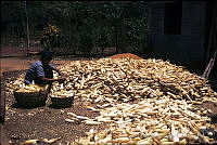 DK1152 Zea mays.jpg