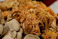 IMDOC Hong 0156 Ramaria sp..jpg