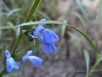 FCM296 Salvia azurea.jpg