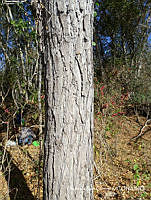 MRG-2018-1235 Swietenia humilis (MRG-4abr18-a).JPG