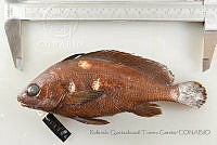 RQTG1328 Pareques viola.jpg