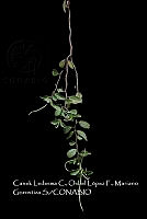 Zoqui 0191 Peperomia glabella.jpg