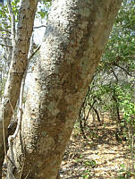 MRG-2017-136A Plumeria (MRG-30jun17-g).JPG