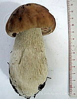 CBA0310 Boletus edulis.JPG