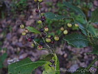GIM0103 Garrya laurifolia.jpg