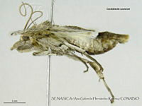 AGHR0084 Cactoblastis cactorum.jpg