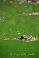 JCAD 009 Crocodylus moreletii.jpg