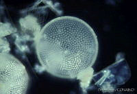 PM0019 Coscinodiscus sp..jpg